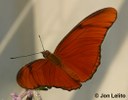 Julia Butterfly