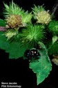 Jumping Spider