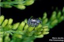 Jumping Spider