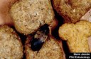 Larder beetle (in pet food)
