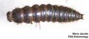 Larder beetle (larva)