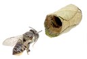 Leaf Cutting Bee