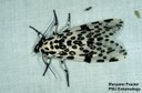 Leopard moth (adult)