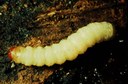 Lesser peachtree borer (larvae)