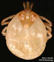Lone star tick (female)