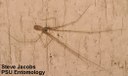 Long-bodied Cellar Spider