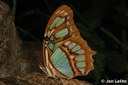 Malachite Butterfly