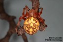 Marbled Orb Weaver