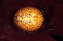 Marbled Spider
