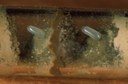 Mason bee (eggs in nesting tube)