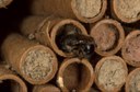 Mason bee (female provisioning nesting tube)