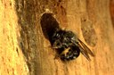 Mason bee (female sealing nesting hole in wood block)