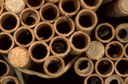 Mason bees: group of nesting tubes both sealed and unsealed