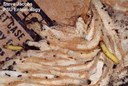 Meal moth (larva and silken tubing)