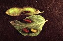 Mexican bean beetle