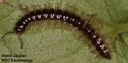 Millipede