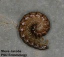 Millipede