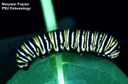 Monarch butterfly (larva)
