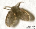 Moth (drain) fly (adult)