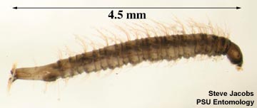 https://ento.psu.edu/outreach/extension/insect-image-gallery/all-images/moth-drain-fly-larva.jpg
