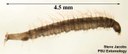 Moth (drain) fly (larva)