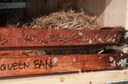 Mouse nest in bee hive.