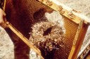 Mouse nest in bee hive.