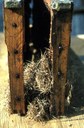 Mouse nest in hive.