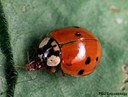 Multicolored Asian lady beetle (adult)