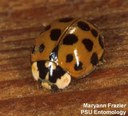 Multicolored Asian lady beetle (adult)