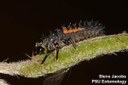 Multicolored Asian lady beetle (larva with aphid)