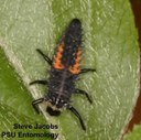 Multicolored Asian lady beetle (larva)