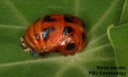 Multicolored Asian lady beetle (pupa)