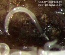 Nematode