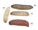 Entomopathogenic-nematodes