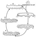 Nematode Lifecycle