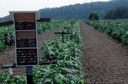 Nest boxes for solitary bees in planting of brambles