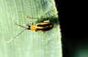 Northern Corn Rootworm (adult)