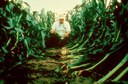 Northern Corn Rootworm (goosenecked corn)