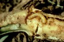 Northern Corn Rootworm (larvae in stalk)