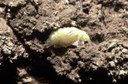 Northern Corn Rootworm (pupa)
