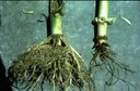Northern Corn Rootworm (root damage)