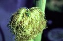 Northern Corn Rootworm (silk damage)