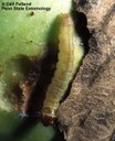 Obliquebanded leafroller (larvae)