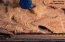 Old house borer (damage)