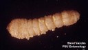 Old house borer (larva)
