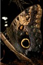 Owl Butterfly
