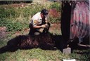 PA Game Commission employee examines bear captured at an apiary