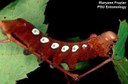 Pandora's sphinx moth caterpillar