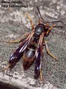 Paper wasp